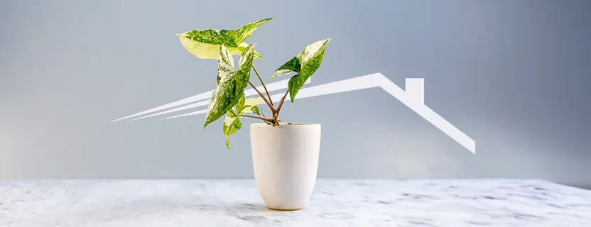 Do Indoor Plants Help Indoor Air Quality?